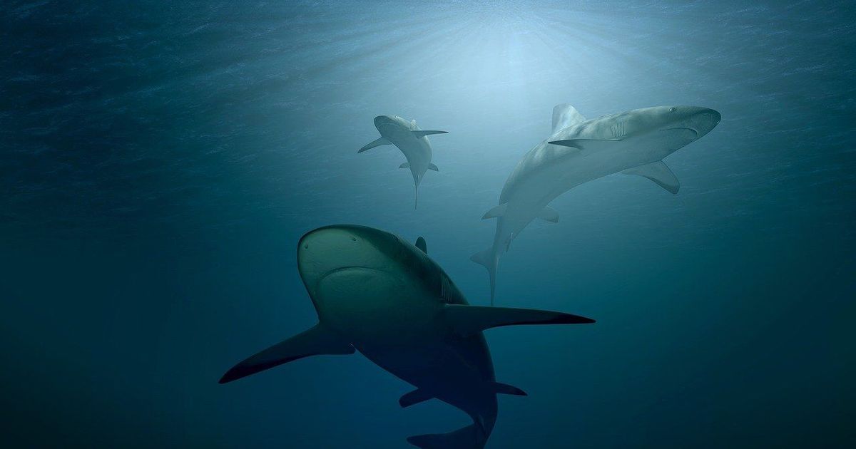Florida concentra la mayoría de ataques de tiburones de EEUU: nueve de sus playas encabezan la lista