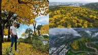 Cúcuta se pinta de amarillo tras los emblemáticos cañaguates florecidos; esta es su historia