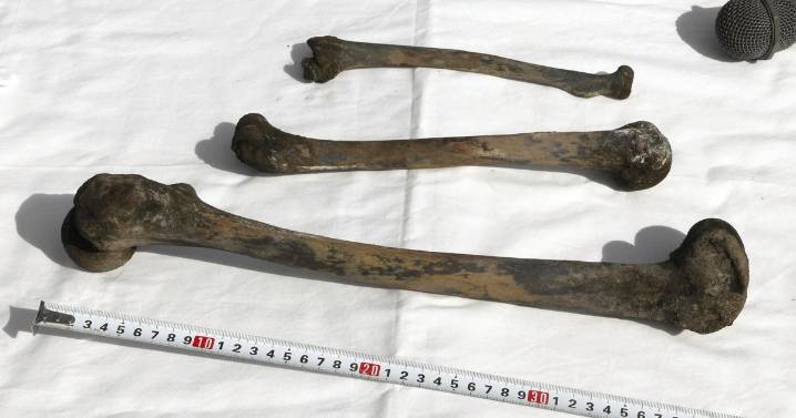 Bones, skull found by divers at undersea mine in Japan where over 100 Korean forced laborers died in WWII
