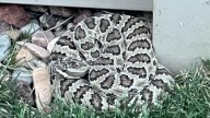 caution urge after multiple rattlesnakes spotted in Draper