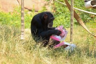 It’s a girl: Help name new baby chimp at Little Rock Zoo