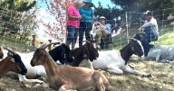 Nannies, billies brought in to clear Coeur d'Alene hillside