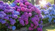 The Money-Saving Trick You Need To Grow More Stunning Hydrangeas Every Year