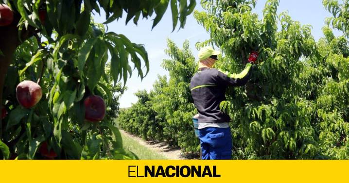 Alerta de la ONU: el calor extremo afecta "gravemente" la salud y la productividad de los trabajadores