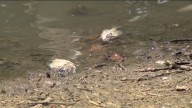 Around 500 fish found dead at Austin's Mueller Lake Park