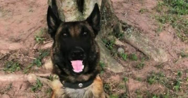 Héroes de cuatro patas: mueren los perros antiexplosivos ‘Telmo’ y ‘Léster’ en el atentado de Amalfi