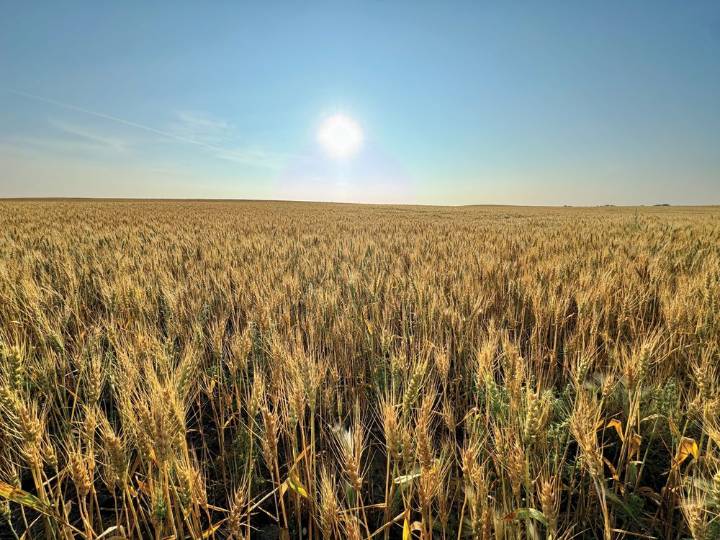Sask. producers looking at slightly later harvest due to cooler year