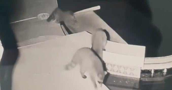 Caught on camera: Raccoons cause chaos inside Florida home