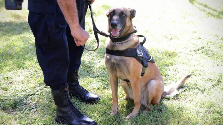 ¡Nuevas metas en camino! Grupo K-9 avanza en proceso de certificación para fortalecer seguridad municipal