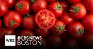 Are your tomatoes having trouble growing? The high heat could be to blame