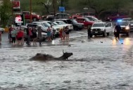 VIDEO: Vaca se salva de morir ahogada en arroyo de San Antonio, La Paz