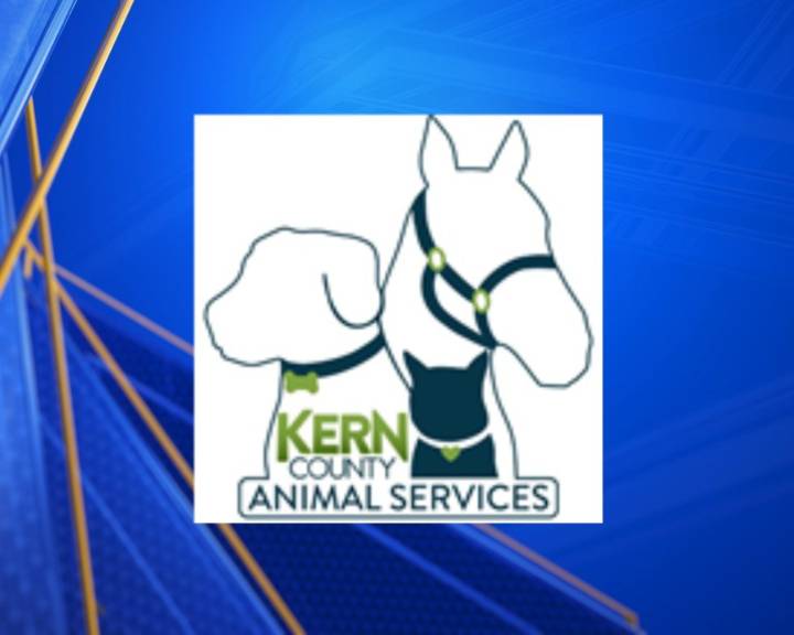 Kern County Animal Services' summer 'Tales for Tails' reading program