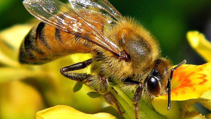 Genetically Engineered Yeast Gives A Nutrient Boost To Struggling Honeybees