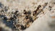 Por qué las hormigas son las aliadas invisibles que tu jardín necesita