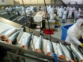 SII presenta denuncia por comercialización ilegal de salmón y prepara tres nuevas acciones judiciales