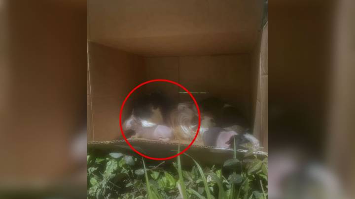 Runner In Kentucky Discovers A Cardboard Box Filled With Unexpected Furry And Hairless Companions