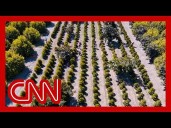California farmers hope coffee tariffs will boost business