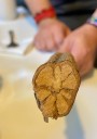 Ayahuasca in the ’burbs: WMass shaman shares ancient tradition using psychoactive Amazonian root