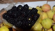 En 15 años, incrementan a siete mil las hectáreas de berries en Tangancícuaro