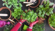 The Popular Herb You Should Grow From Cuttings Instead Of Seeds