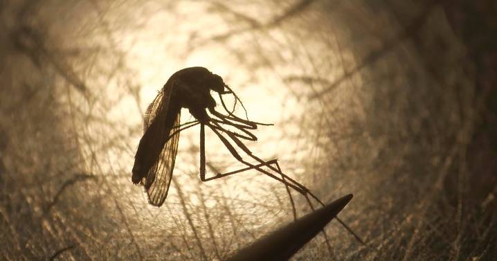 Colorado health officials confirm first West Nile Virus death in Montrose County