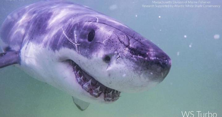 Aumentan los avistamientos de grandes tiburones blancos en Maine y Nueva Inglaterra