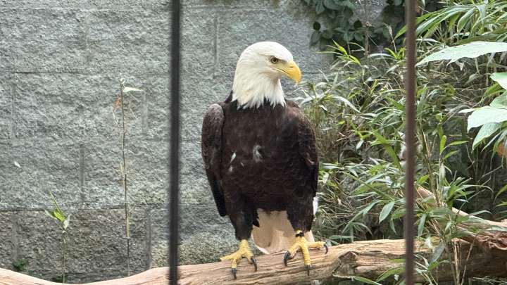 Bald eagle nests soar across Kentucky