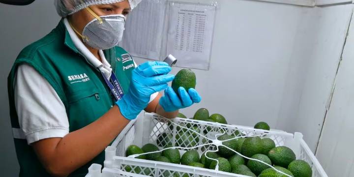 Unión Europea ha rechazado 14 lotes de palta Hass peruana: Solo es 0,05% del total exportado