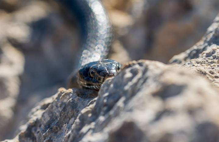Esta especie invasora oriunda de Estados Unidos está causando estragos en una isla del Atlántico: provoca desequilibrio ecológico