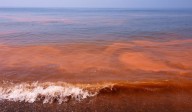 Marea roja afecta parcialmente la costa yucateca; se concentra entre Progreso y Sisal