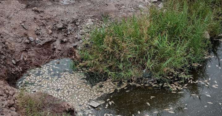 Aparecen cientos de peces muertos en la laguna México