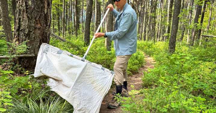 Ticks are migrating, but scant surveillance may leave doctors in the dark on patient treatment