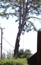 Photo | Santa Cruz pine gets skilled pruning