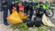 Interceptan en Soacha cargamento de marihuana camuflado entre plátanos en bus intermunicipal rumbo a Bogotá