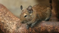 Hay que verlo para creerlo: el increíble hámster gigante que vive en sociedad y se comunica con la orina