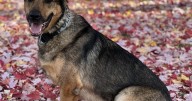 UWPD mourning the loss of one of their K9 officers, Kobalt