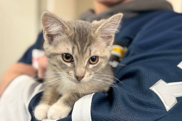 Langley pet food bank seeks donations and sponsors