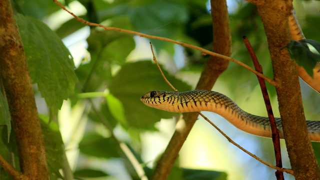 Wild encounter: Nearly 6-foot snake spotted slithering at Ohio state park