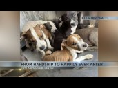 Tucson puppies in animal cruelty case end up in loving homes