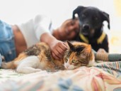 La psicología explica por qué algunas personas prefieren los gatos y no los perros