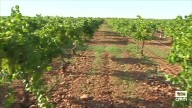 Nuevo tratamiento experimental para la polilla del racimo en viñas