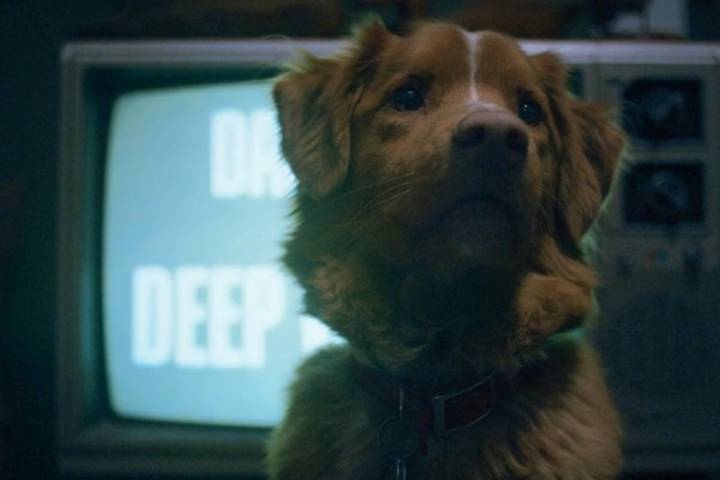 ‘Good Boy’: Watch the Trailer for the Dog POV Horror Movie