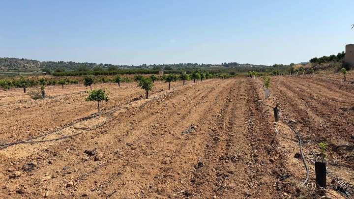 La plaga de conejos amenaza el futuro de los naranjos valencianos