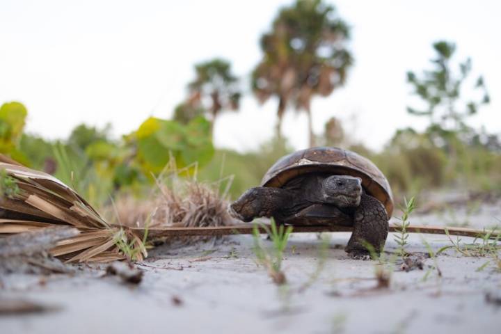 Bringing the wild in focus: Florida Wildlife Federation announces 2025 Photo Contest winners