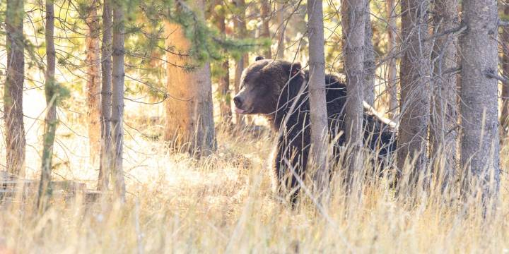Capture of grizzly bears in Yellowstone National Park for research starting soon