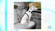 CT LIVE: CT Dog Gone Recovery