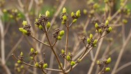 La planta que parece morir en septiembre, pero revive en octubre