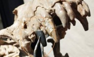 Hallan diente de un perro gigante que habitó el norte bonaerense hace 200.000 años