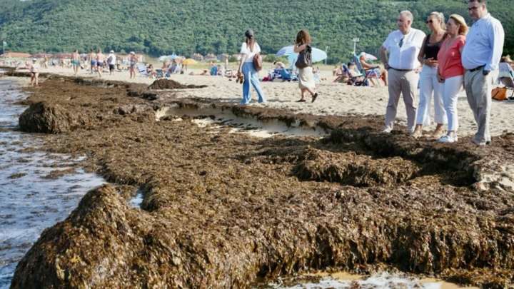 El alga asiática llega a Cantabria: recogidas 2.000 toneladas en Noja en tres días
