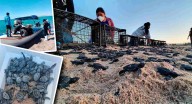 Pide apoyo grupo tortuguero comcáac del Desemboque para continuar con trabajos de protección de tortuga golfina